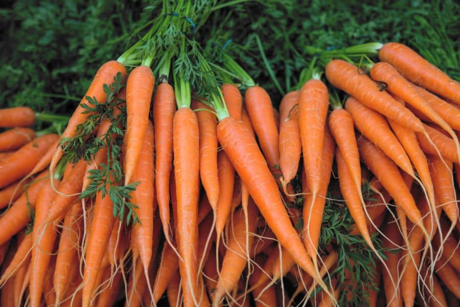 ¿Cuántas calorías tienen las zanahorias?